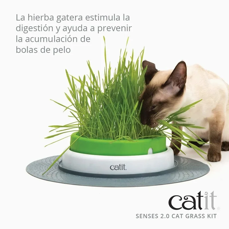 Germinador / Vaso sem Erva Gateira para Gatos