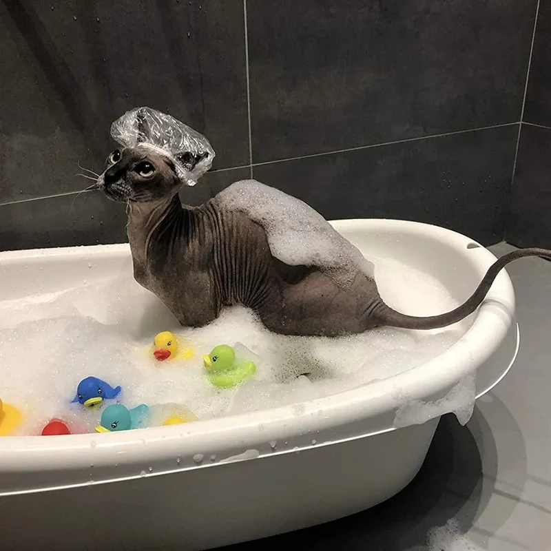 Champô Probiótico para Gatos Sphynx - 120 ml (com bomba de espuma)