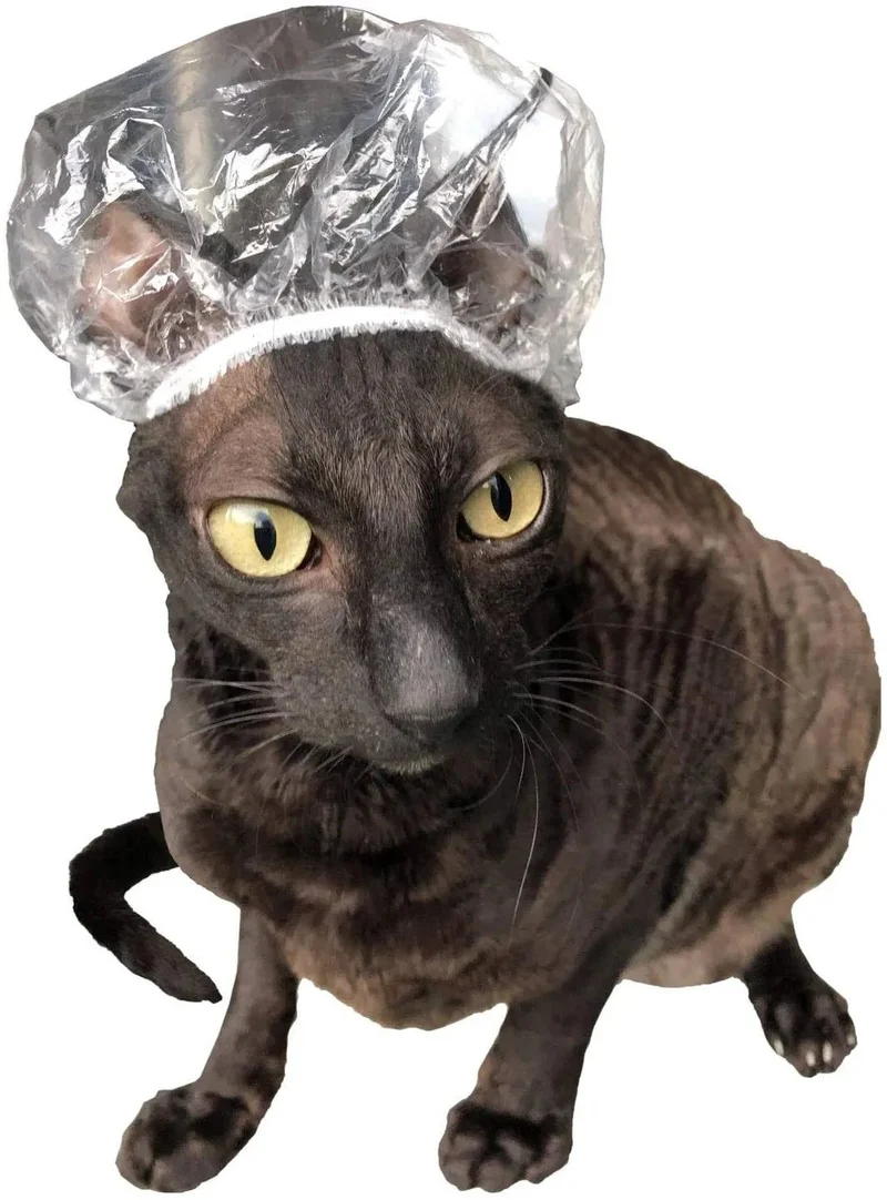 Toucas de Banho para Gatos Sphynx ou Cães de Raças Pequenas - 20 unidades