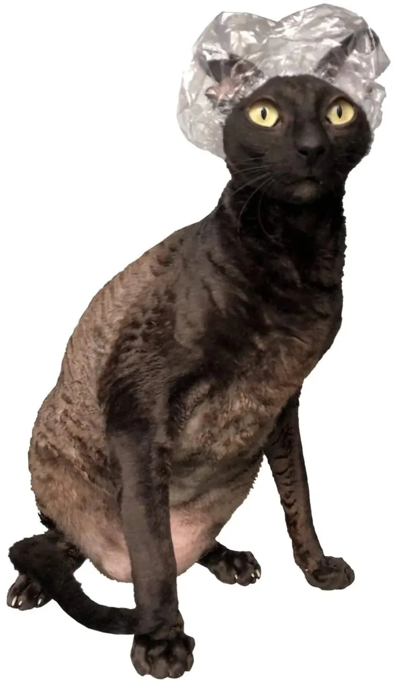 Toucas de Banho para Gatos Sphynx ou Cães de Raças Pequenas - 20 unidades