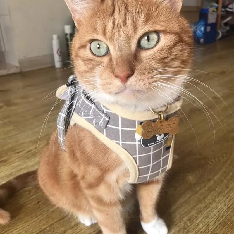 Conjunto de Trela e Peitoral para Gatos (ou cães de raças pequenas)