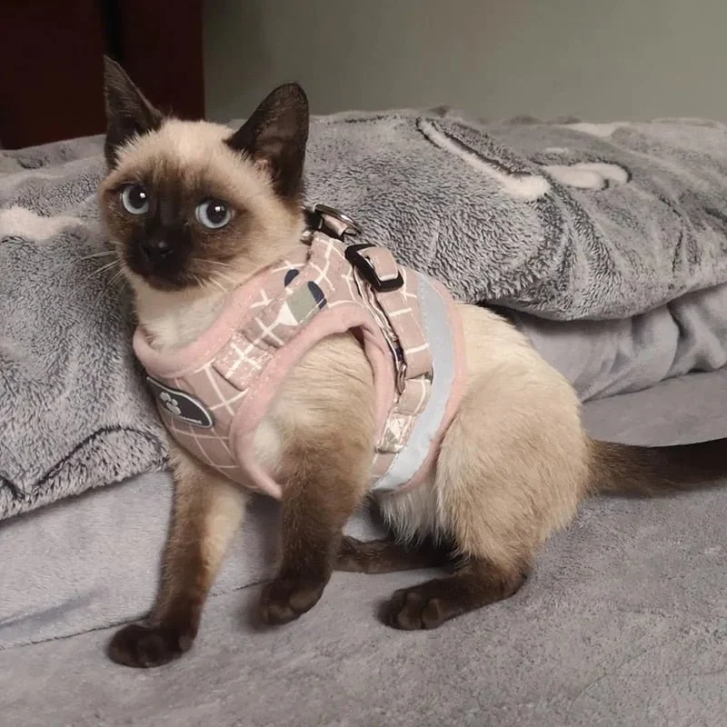 Conjunto de Trela e Peitoral para Gatos (ou cães de raças pequenas)
