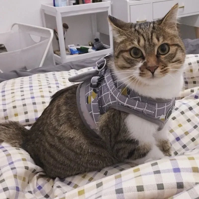 Conjunto de Trela e Peitoral para Gatos (ou cães de raças pequenas)