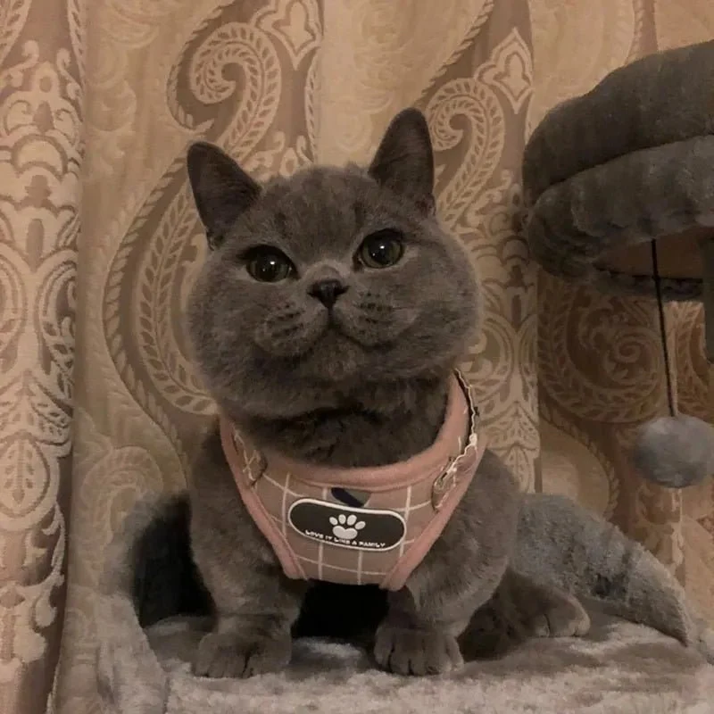 Conjunto de Trela e Peitoral para Gatos (ou cães de raças pequenas)