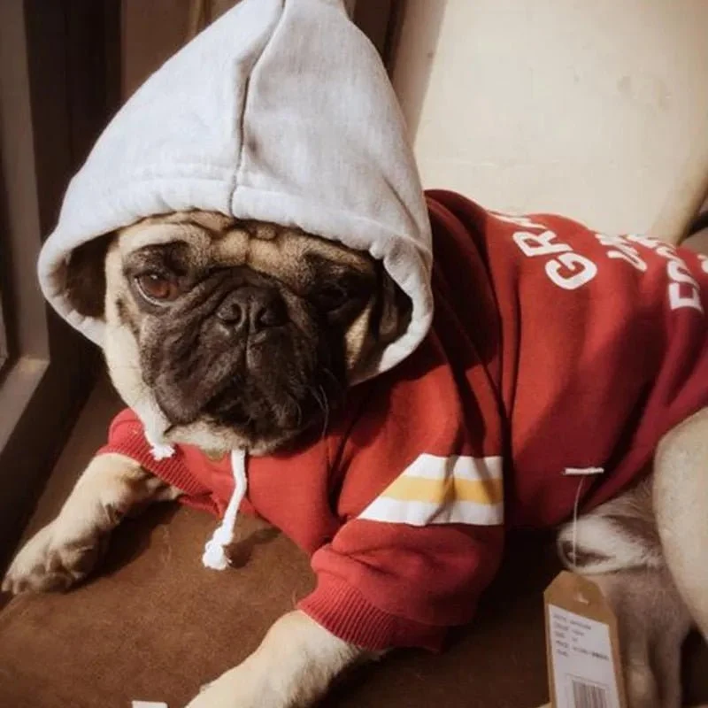 Blusão com Capuz para Cães (French Bulldog ou raças pequenas ou médias)