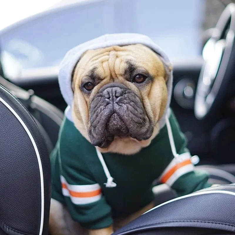 Blusão com Capuz para Cães (French Bulldog ou raças pequenas ou médias)