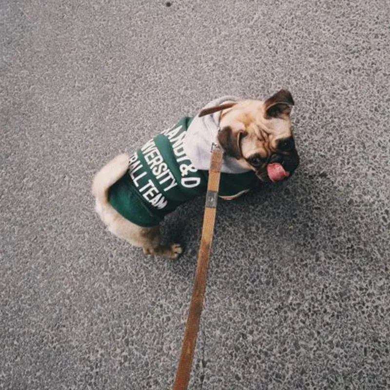 Blusão com Capuz para Cães (French Bulldog ou raças pequenas ou médias)