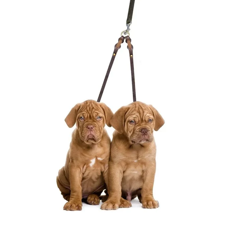 Trela em Cabedal para 2 Cães em simultâneo