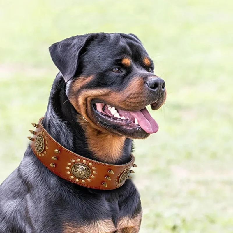 Coleira em Cabedal para Cães de Raça Média e Grande