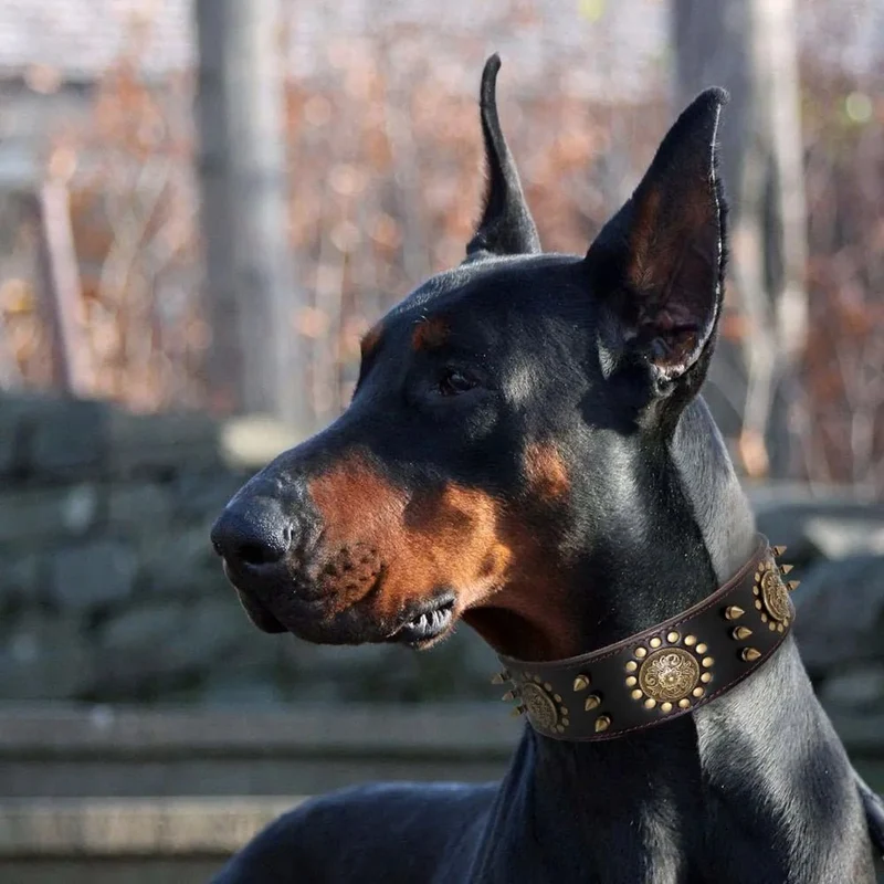 Coleira em Cabedal para Cães de Raça Média e Grande