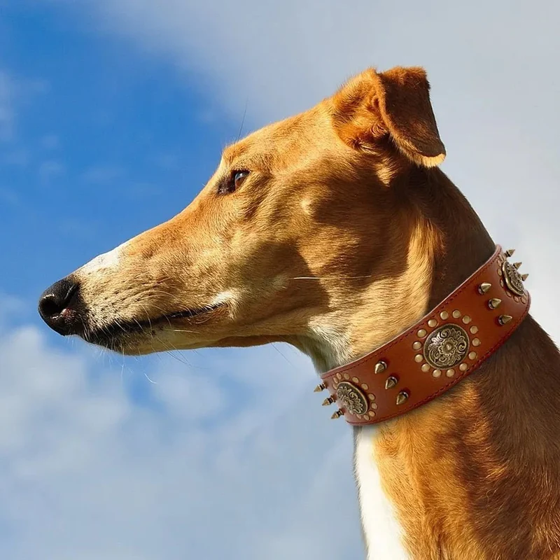 Coleira em Cabedal para Cães de Raça Média e Grande