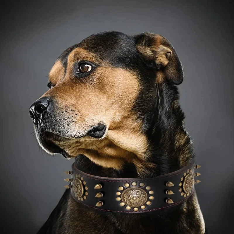 Coleira em Cabedal para Cães de Raça Média e Grande