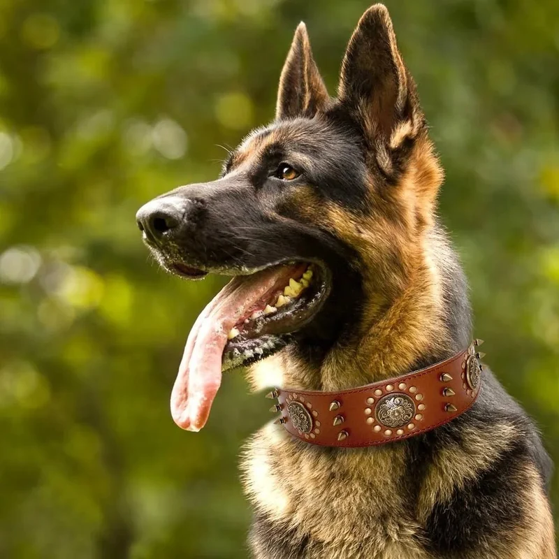 Coleira em Cabedal para Cães de Raça Média e Grande