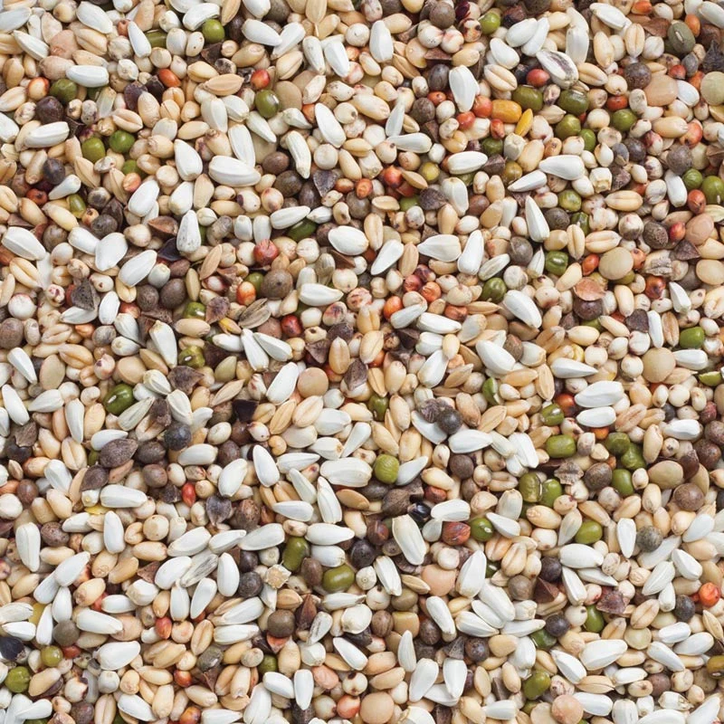 Deli Nature 33 Großsittich- und Papageienkeimsamen 1kg