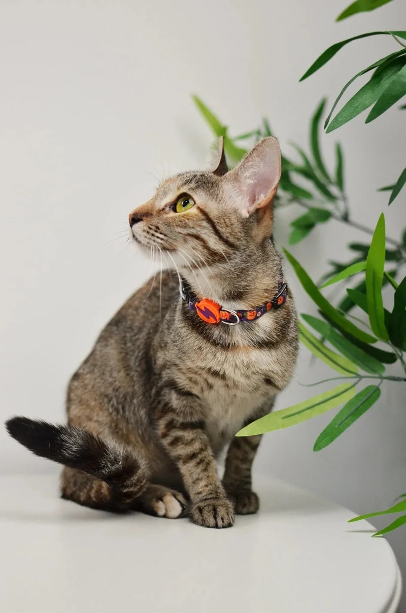 Coleira Pumpkin, para cães ou gatos (DASHI) - 4 tamanhos