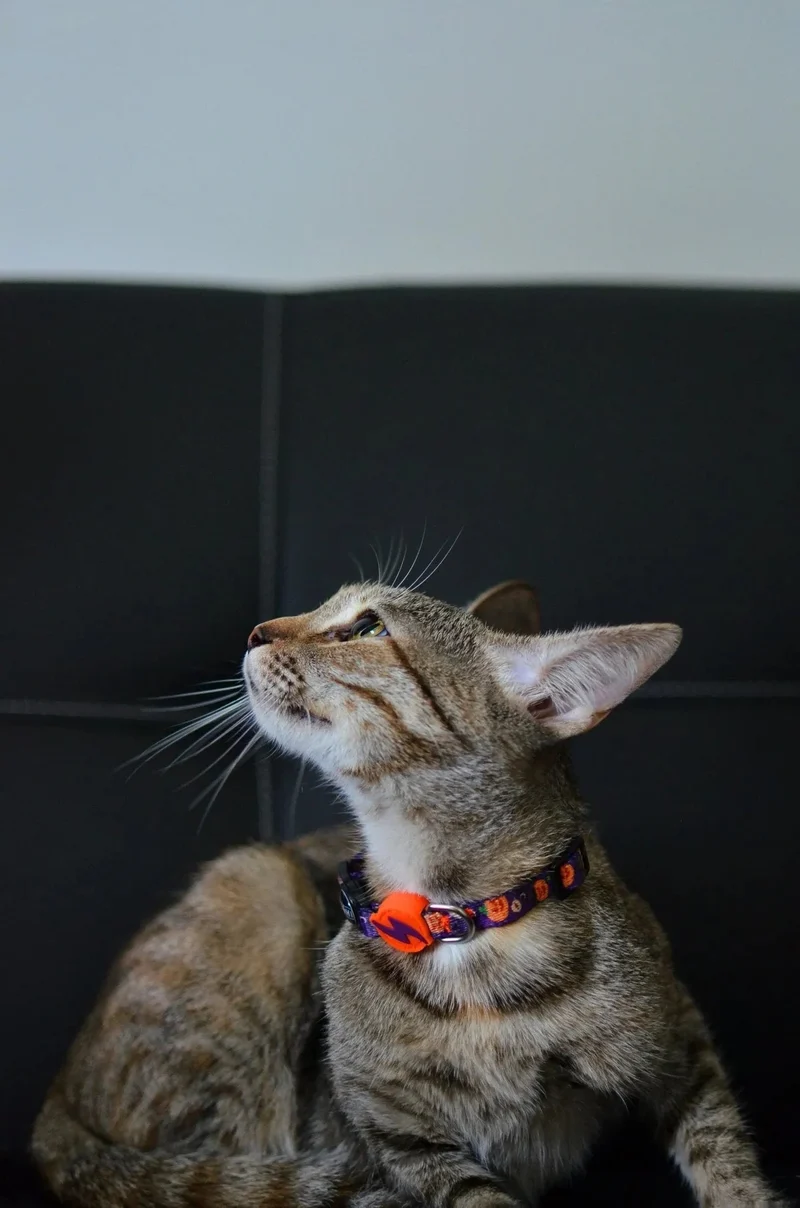 Coleira Pumpkin, para cães ou gatos (DASHI) - 4 tamanhos