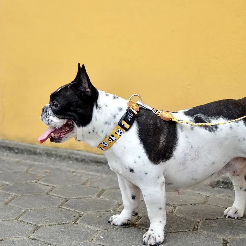 Coleira Snooze, para cães ou gatos (DASHI) - 4 tamanhos