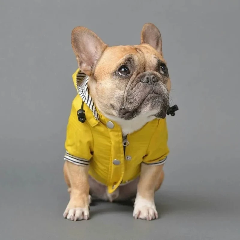 Casaco / Blusão / Gabardine Amarela Impermeável para Cães