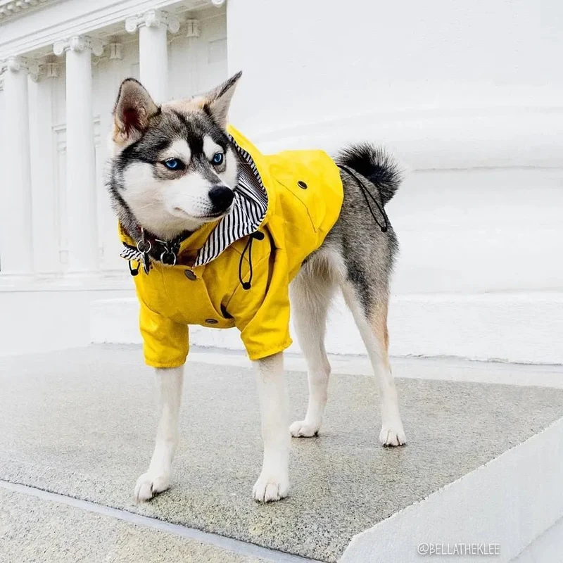 Casaco / Blusão / Gabardine Amarela Impermeável para Cães
