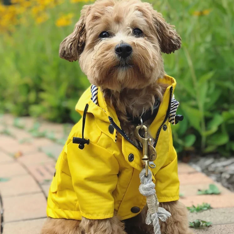 Casaco / Blusão / Gabardine Amarela Impermeável para Cães