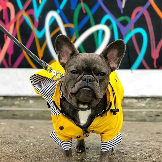 Casaco / Blusão / Gabardine Amarela Impermeável para Cães
