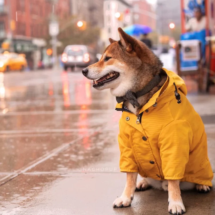 Casaco / Blusão / Gabardine Amarela Impermeável para Cães