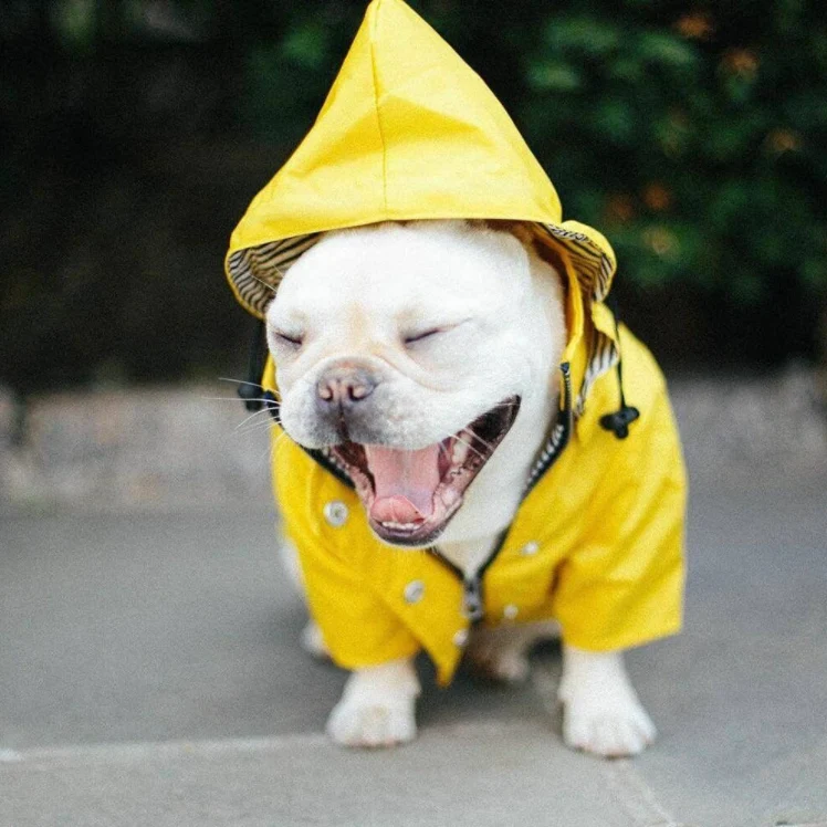 Casaco / Blusão / Gabardine Amarela Impermeável para Cães