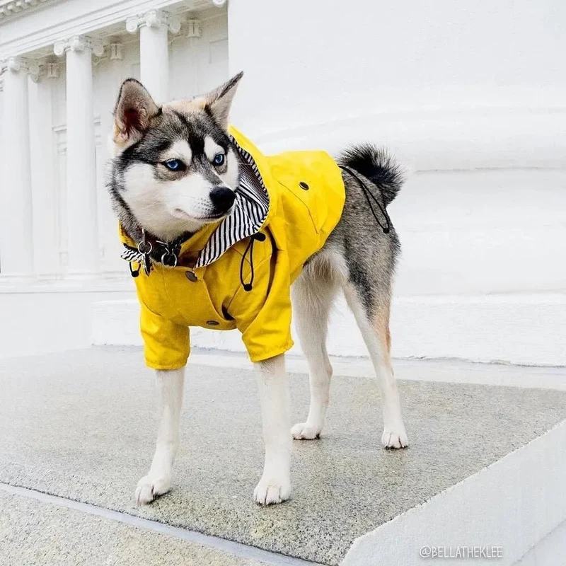 Casaco / Blusão / Gabardine Amarela Impermeável para Cães
