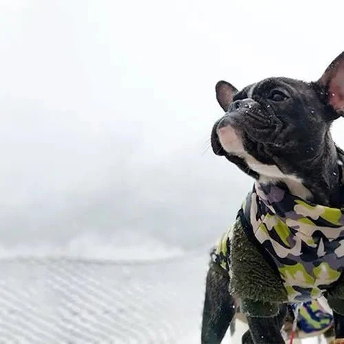 Casaco Camuflado Impermeável para Cães