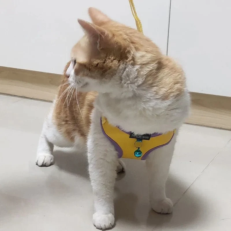 Trela e Peitoral para Gatos e Cães de Raças Pequenas