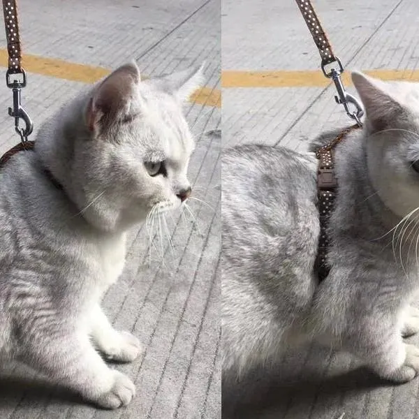 Trela / Peitoral Ajustável para Gatos