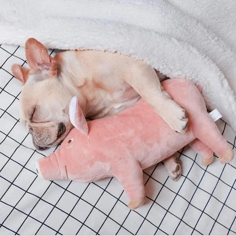 Porquinho Brinquedo em peluche para cães