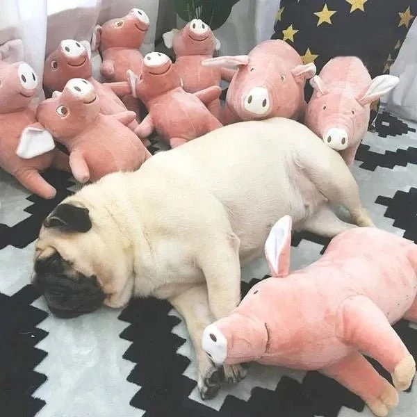 Porquinho Brinquedo em peluche para cães