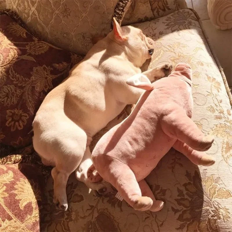 Porquinho Brinquedo em peluche para cães
