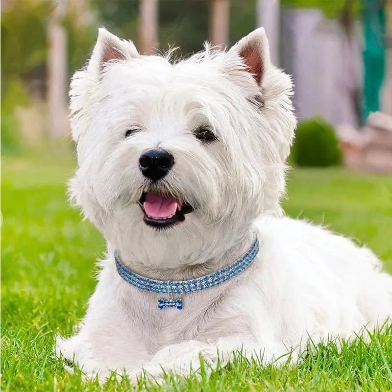 Coleira "Jet-Set" para Cães