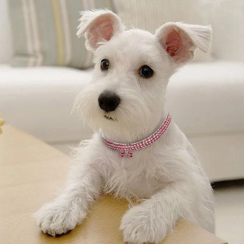 Coleira "Jet-Set" para Cães