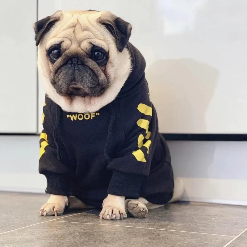 Camisola Desportiva com Capuz para French Bulldog