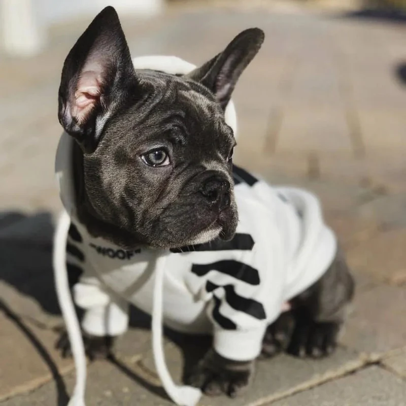 Camisola Desportiva com Capuz para French Bulldog