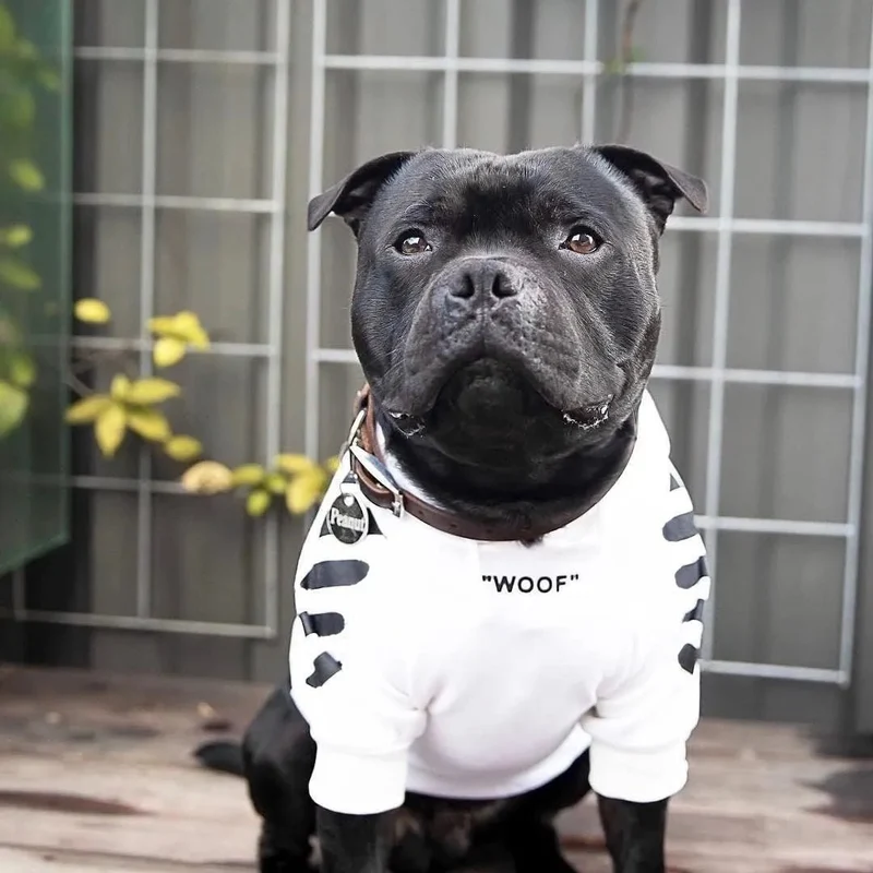 Camisola Desportiva com Capuz para French Bulldog