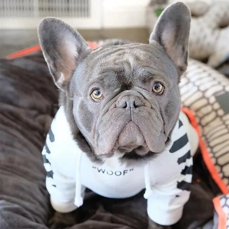 Camisola Desportiva com Capuz para French Bulldog