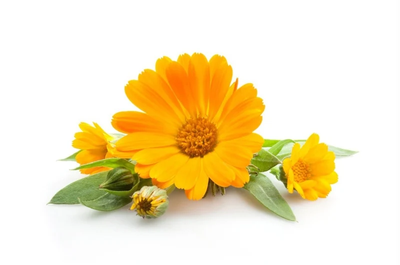 Tagete Puro (Reine Ringelblume) 100 Gramm - Unica