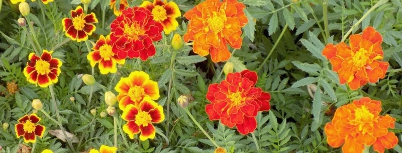Tagete Puro (Reine Ringelblume) 100 Gramm - Unica