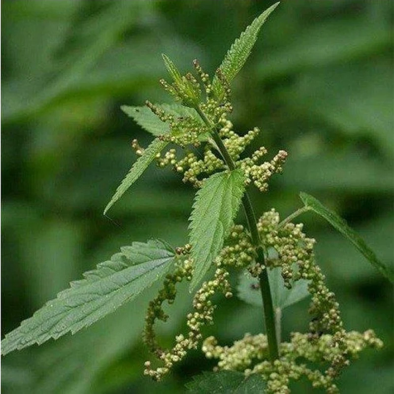 ORTICA Brennnessel in Pulverform 150 Gramm - Pineta Zootecnisi