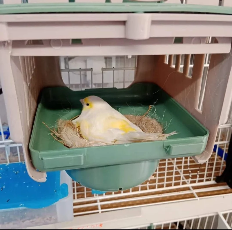 Dubai Nest 12cm - Moldes Ave