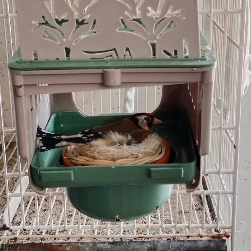 Dubai Nest 12cm - Moldes Ave