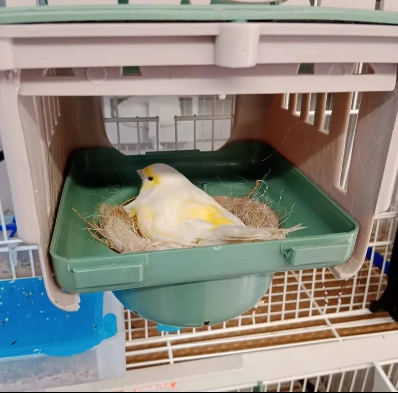 Dubai Nest 10cm - Moldes Ave