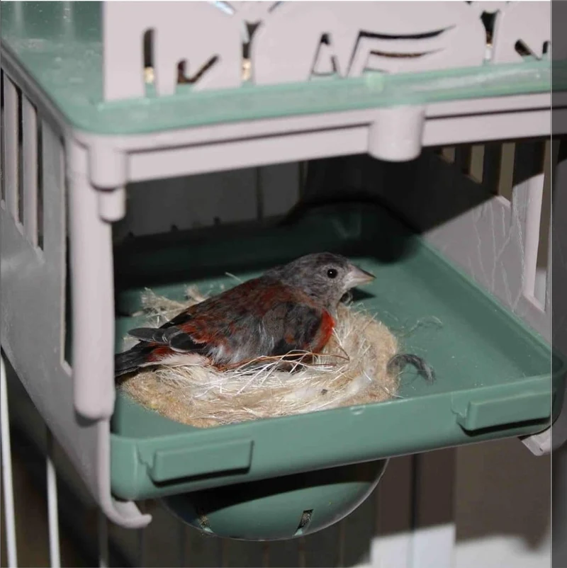 Dubai Nest 10cm - Moldes Ave