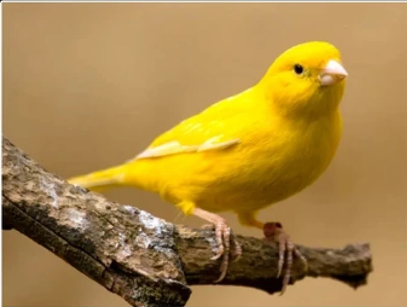 Giallo Rilucente 200 Gramm ( Gelber Farbverstärker ) - Pineta Zootecnici