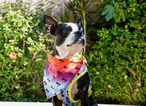 Bandana Refrescante | California Dreamin'