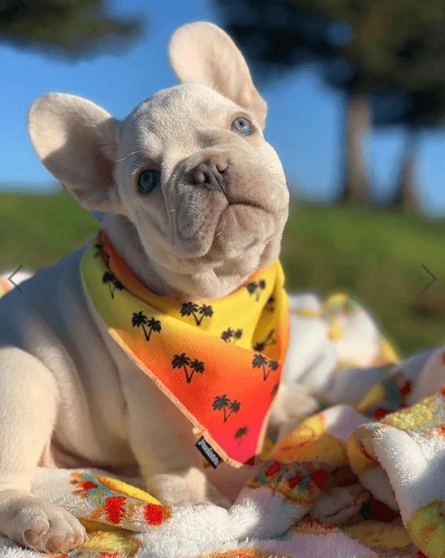 Bandana Refrescante | California Dreamin'